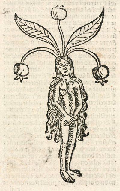 Mandrake (kvindeform) af Unbekannt