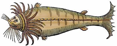 Havdyr, xylografi taget fra "Paralipomena accuratissima historiae omnium animalium quae in voluminibus Aldrovandi desiderantur/Bartholomaeus Ambrosinus... summo labore collegit; Marcus Antonius Berna bibliopola bononiensis propriis sumptibus i af Unbekannter Künstler