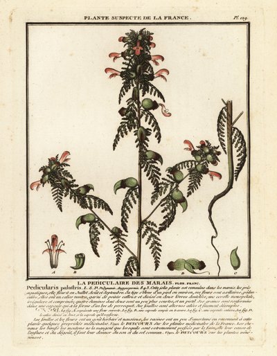 Lusseurt, Pedicularis palustris. af Unbekannter Künstler