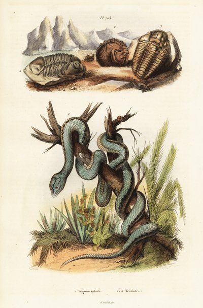 Martinican pit hugorm og uddøde trilobitter. af Unbekannter Künstler