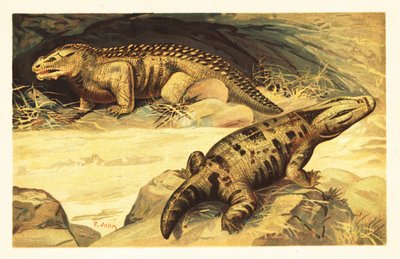 Mastodonsaurus og Pareiasaurus.1908 (litografi) af Unbekannter Künstler
