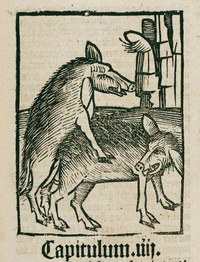 Parring af orner af Unbekannt