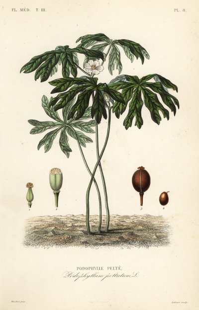 Mayapple eller amerikansk mandrake, Podophyllum peltatum, Podophylle pelte af Unbekannt