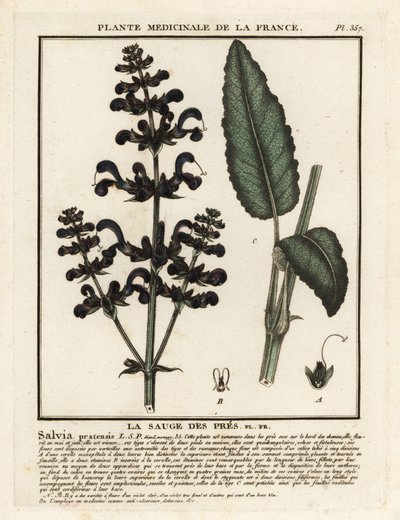 Enge, Salvia pratensis. af Unbekannter Künstler
