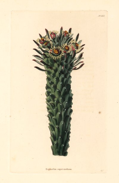 Medusas hoved, Euphorbia caput-medusae. Håndkoloreret kobberstik af George Cooke fra Conrad Loddiges