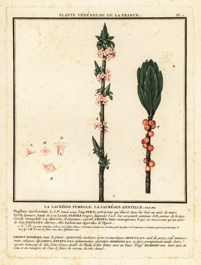 Mezereon, Daphne mezereum. af Unbekannter Künstler