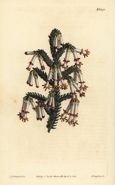 Monadelphous hede, Erica monadelpha af Unbekannt