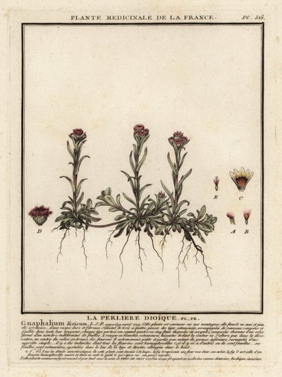 Bjerg evigt, Antennaria dioica. af Unbekannter Künstler