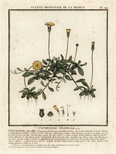 Musørehøgeurt, Pilosella officinarum. af Unbekannter Künstler