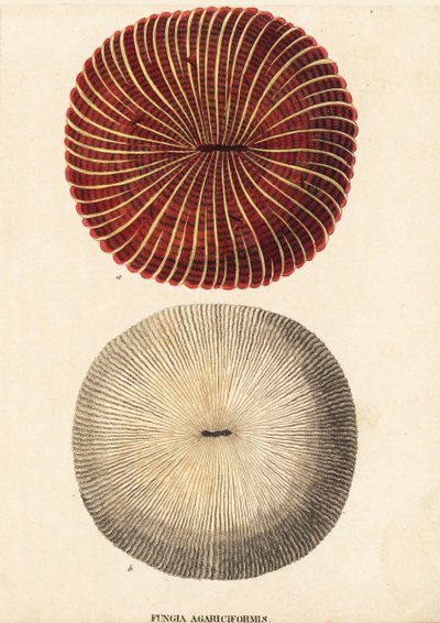 Svampekoral, Fungia fungites (Fungia agariciformis). Håndkoloreret stålstik fra Georg Friedrich Treitschkes naturhistoriske galleri, Naturhistorischer Bildersaal des Thierreiches, Liepzig-1842. af Unbekannter Künstler