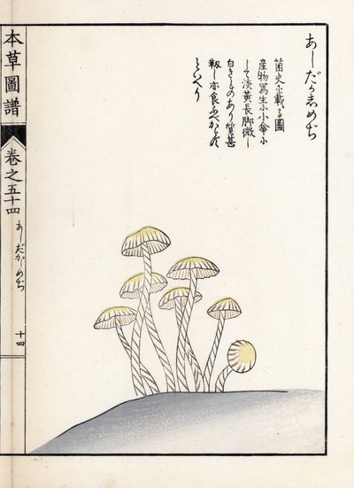 Svampe: shimeji ashitaka - japansk tryk af Kanen Iwasaki (1786-1842), fra Honzo Zufu, illustrativ guide til medicinske planter af Unbekannter Künstler