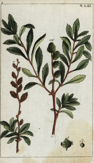 Myrica kuling af Unbekannter Künstler