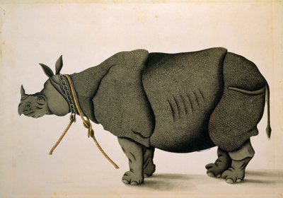 NHD-32 (47) Næsehorn muligvis fra Francis Buchanan Collection, ca. 1800, kunstner ukendt af Unbekannter Künstler