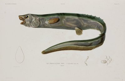 Natacanthus nasus, Island, begyndelsen af det 19. århundrede af Unbekannter Künstler