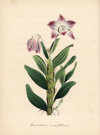 Halskæde-stilket dendrobium eller sekikoku orkidé, Dendrobium moniliforme. Håndkoloreret zinkografi af C. Chabot tegnet af Miss M. A. Burnett fra hendes "Plantae Utiliores: or Illustrations of Useful Plants," Whittaker, London. af Unbekannter Künstler