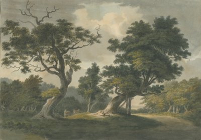 Needwood Forest: akvarelmaleri og [begyndelsen af det 19. århundrede] af Unbekannt