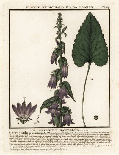 Nældebladet klokke, Campanula trachelium. af Unbekannter Künstler