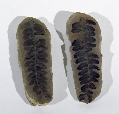Neuropteris (Frond of Sea Fern) fundet ved Coseley, Staffordshire, Upper Carboniferous Period (foto) af Unbekannt