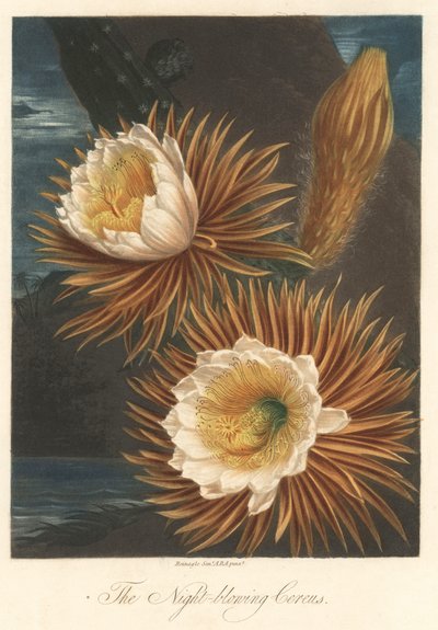 Natlig blomstring af dragefrugtplanten eller pitaya Stærkt vand, hentet fra The Temple of Flora, af Dr. Robert Thornton (1768-1837) af Unbekannter Künstler