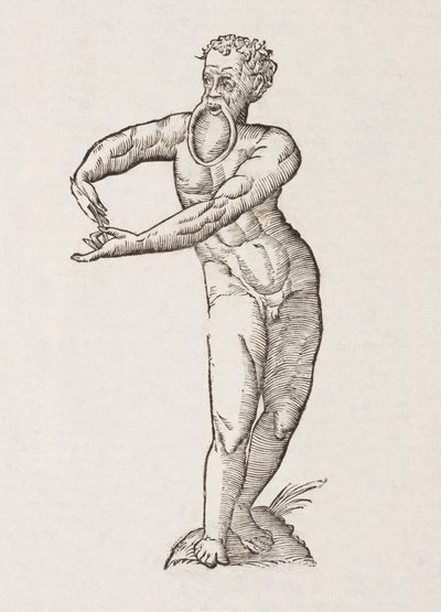 Nigrita labio inferiori pendulo af Unbekannt