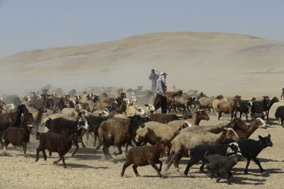 Nomadetelte mellem Tamar og Ashkhaneh, Iran 2022 (fotografi) af Unbekannter Künstler