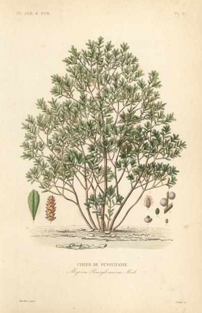 Nordlig laurbærbær, Myrica pensylvanica, cirier de pensylivanie af Unbekannt