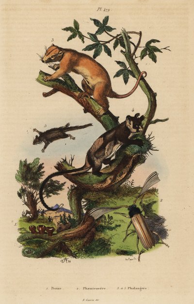 Northern common cuscus, Phalanger orientalis 3, gulbuget svævefly, Petaurus australis 4, fjerhalesvævefly, Acrobates pygmaeus 5, Peziza svampe 1 og Psygmatocerus wagleri bille 2 af Unbekannt