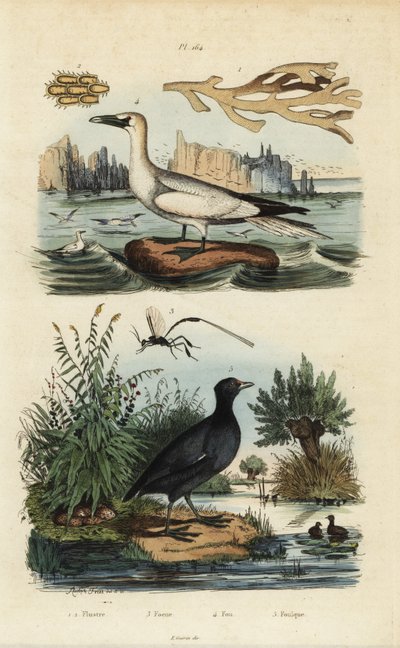 Nordsule, Morus bassanus 4, hønsehøne, Fulica rufifrons 5, Flustra foliacea tang 1,2 og Gasteruption hveps 3 af Unbekannt