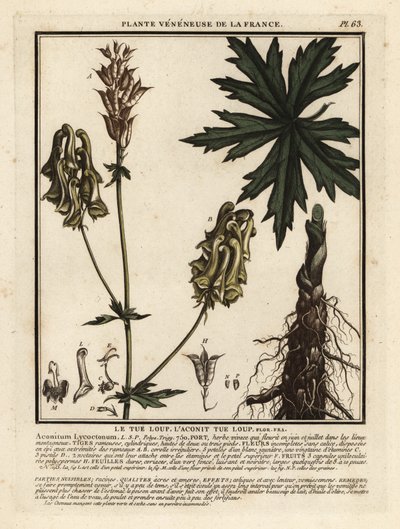 Nordlig ulvebane, Aconitum lycoctonum. af Unbekannter Künstler