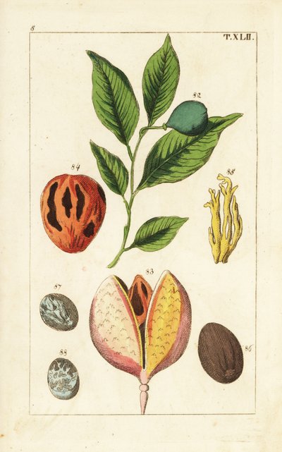 Muskatnød og muskatblommetræ, Myristica fragrans. af Unbekannter Künstler