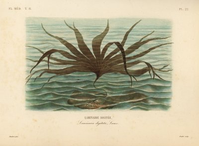 Årehat, Laminaria digitata, Laminaire digitee af Unbekannt