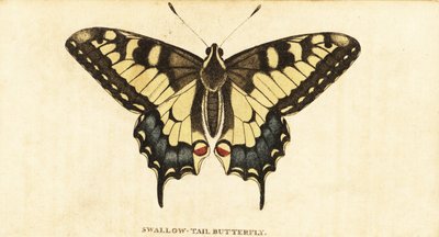 Old World svalehale, Papilio machaon., 1800 (gravering) af Unbekannter Künstler