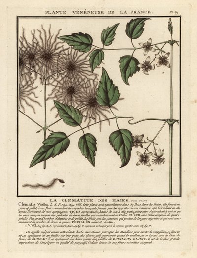 Gammel mands skæg, Clematis vitalba. af Unbekannter Künstler