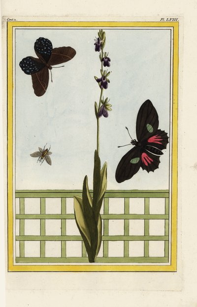 Ophrise har insektformede blomster. Flueorkidé, Ophrys insectifera. Doris langvinge, Heliconius doris. Håndkoloreret radering fra Pierre Joseph Buchoz 