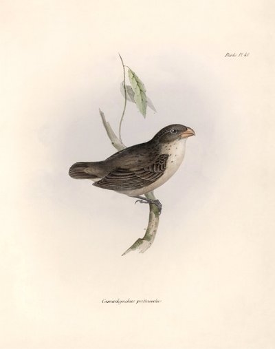Ornitologi: "Camarhynchus psittaculus or Geospize psittacin" Beskrivelse af en spurvefugl af Charles Darwin (1809-1882) observeret under hans ekspedition ombord på Beagle. Planche fra "The zoology of the voyage of H.M.S. Beagle. Flight. III, Fugle beskreve af Unbekannter Künstler