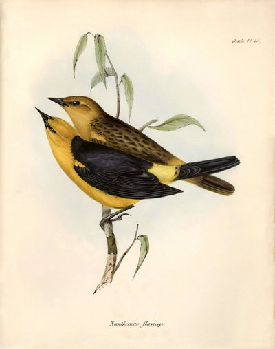 Ornitologi: "Certhidea olivacea" Geospize oliven observeret og beskrevet af Charles Darwin under hans ekspedition ombord på Beagle. Planche fra "The zoology of the voyage of H.M.S. Beagle. Flight. III, Fugle beskrevet af John Gould, med omtale af deres af Unbekannter Künstler