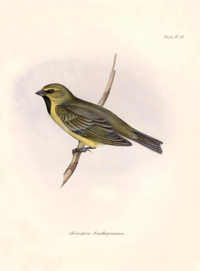 Ornitologi: "Chlorospiza xanthogramma" Beskrivelse af en spurvefugl af Charles Darwin (1809-1882) observeret under hans ekspedition ombord på Beagle. Planche fra "The zoology of the voyage of H.M.S. Beagle. Flight. III, Fugle beskrevet af John Gould, med n af Unbekannter Künstler