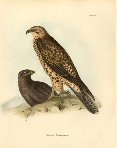 Ornitologi: "Craxirex Galapagoensis"-dyse fra Galapagos beskrevet af Charles Darwin (1809-1882) under hans ekspedition om bord på Beagle. Planche fra "Birds described by John Gould, with notice of their habits by Charles Darwin". af Unbekannter Künstler