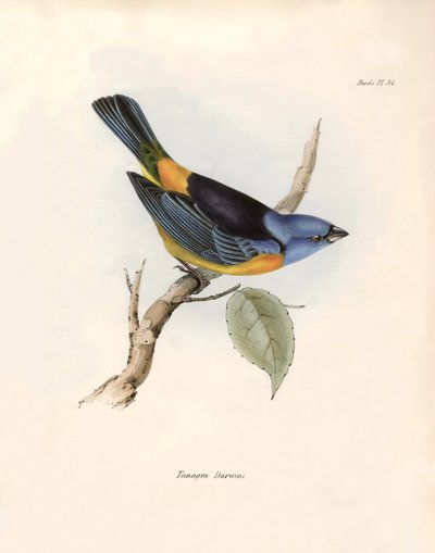 Ornitologi: "Darwins thraupiner (eller Thraupinae)" Beskrivelse af en spurvefugl af Charles Darwin (1809-1882) observeret under hans ekspedition ombord på Beagle. Planche fra "The zoology of the voyage of H.M.S. Beagle. Flight. III, Fugle beskrevet af John af Unbekannter Künstler