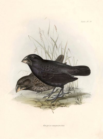 Ornitologi: "Geospiza magnirostris eller geospize et stort næb" Beskrivelse af en spurvefugl af Charles Darwin (1809-1882) observeret under hans ekspedition ombord på Beagle. Planche fra "The zoology of the voyage of H.M.S. Beagle. Flight. III, Birds descr af Unbekannter Künstler