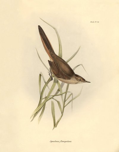 Ornitologi: "Synallaxis rufogularis" beskrevet af Charles Darwin under hans ekspedition om bord på Beagle. Planche fra "The zoology of the voyage of H.M.S. Beagle. Flight. III, Birds described by John Gould, with notice of their habits by Charles Darwin". af Unbekannter Künstler