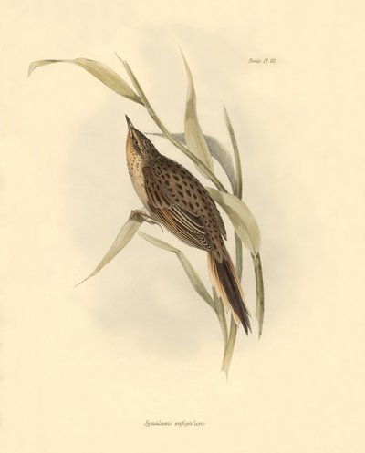 Ornitologi: "Synallaxis rufogularis" beskrevet af Charles Darwin under hans ekspedition om bord på Beagle. Planche fra "The zoology of the voyage of H.M.S. Beagle. Flight. III, Birds described by John Gould, with notice of their habits by Charles Darwin". af Unbekannter Künstler