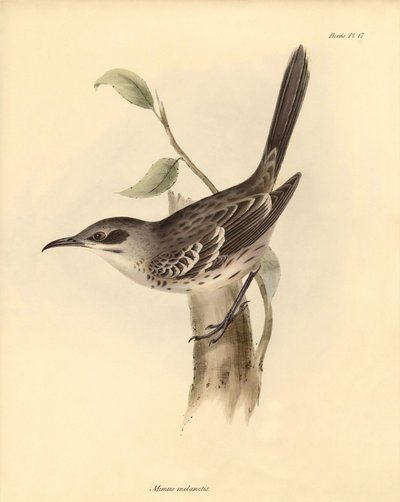 Ornitologi: "Mimus melanotis" af spottefuglefamilien beskrevet af Charles Darwin under hans opdagelsesrejse om bord på Beagle. Planche fra "The Zoology of the voyage of H.M.S. Beagle under the command of Captain Fitzroy during the years 1832 to 1836". af Unbekannter Künstler