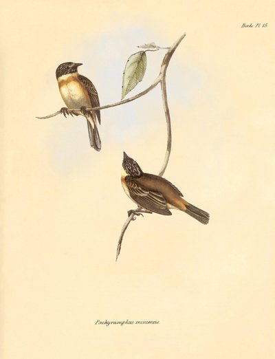 Ornitologi: "Pachyramphus minimus" af bøgefamilien beskrevet af Charles Darwin under hans opdagelsesrejse om bord på Beagle. Planche fra "The Zoology of the voyage of H.M.S. Beagle under the command of Captain Fitzroy during the years 1832 to 1 af Unbekannter Künstler