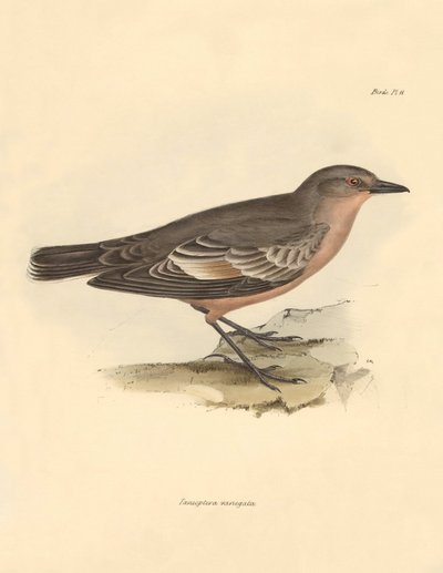 Ornitologi: "Taenioptera variegata" beskrevet af Charles Darwin under hans opdagelsesrejse om bord på Beagle. Planche fra "The Zoology of the voyage of H.M.S. Beagle under the command of Captain Fitzroy during the years 1832 to 1836 edited and supe af Unbekannter Künstler