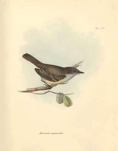 Ornitologi: "Tyrannula magnirostris" af den fuglefamilie, som Charles Darwin beskrev under sin opdagelsesrejse om bord på Beagle. Planche fra "The Zoology of the voyage of H.M.S. Beagle under the command of Captain Fitzroy during the years 1832 to af Unbekannter Künstler