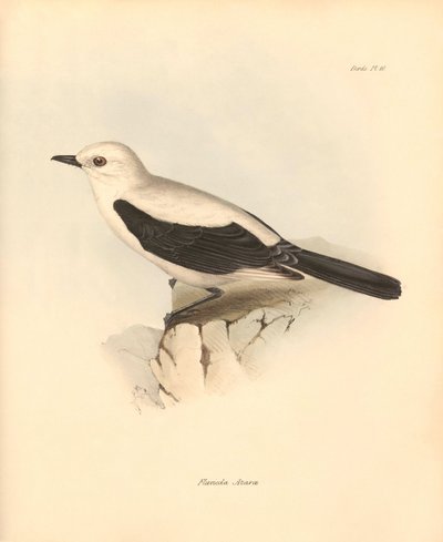 Ornitologi: "Fluvicola azarea" eller fluesnapperen beskrevet af Charles Darwin under hans opdagelsesrejse ombord på Beagle. Planche fra "The Zoology of the voyage of H.M.S. Beagle under the command of Captain Fitzroy during the years 1832 to 1836 edited". af Unbekannter Künstler
