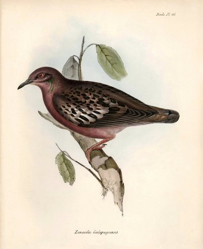Ornitologi: "Zenaida Galapagoensis" Galapagosdue observeret og beskrevet af Charles Darwin under hans ekspedition om bord på Beagle. Planche fra "The zoology of the voyage of H.M.S. Beagle. Flight. III, Birds described by John Gould, with notice of their af Unbekannter Künstler