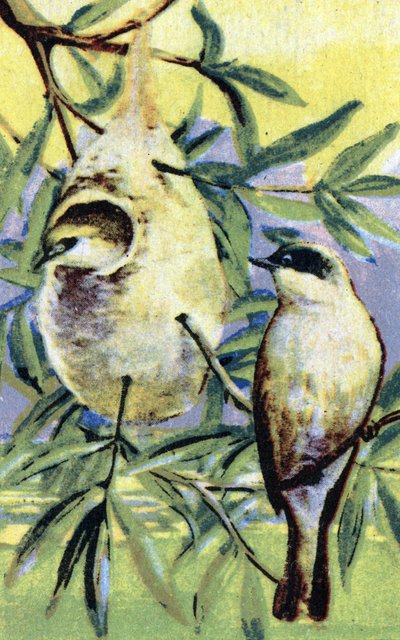 Ornitologi: remiz (Remiz pendulinus) (eurasisk pendulfugl) Kromolitografi 19. århundrede Privat samling af Unbekannter Künstler
