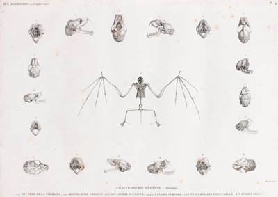 Osteologi af flagermus i Egypten af Unbekannt